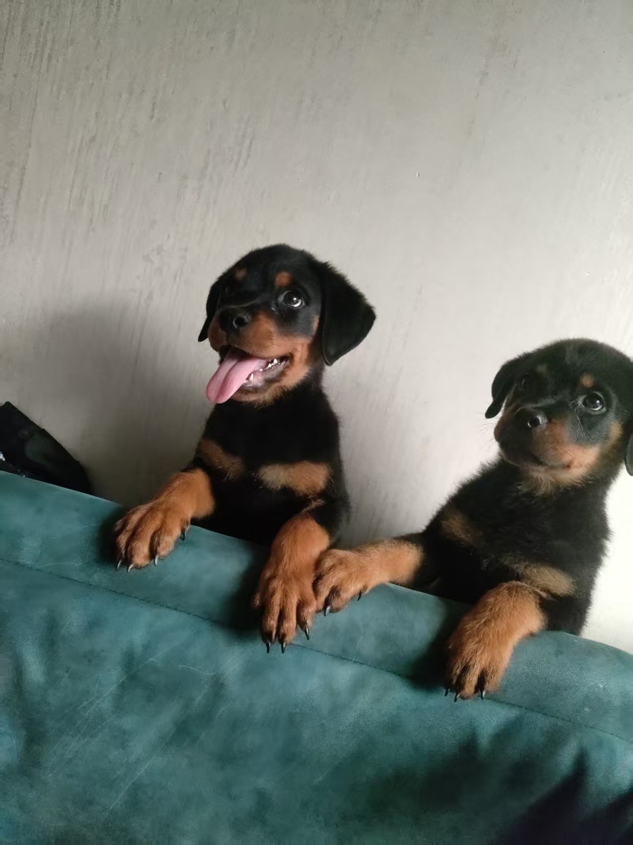 罗威纳幼犬急售